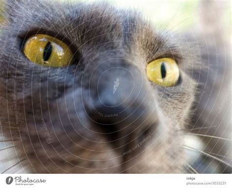 Corsican kitten Animal Cat - a Royalty Free Stock Photo from Photocase