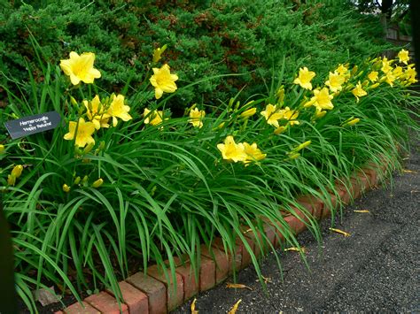 Daylilies | UMN Extension