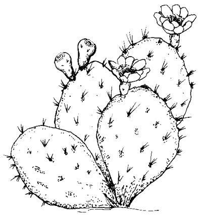 Prickly Pear | Flower drawing, Cactus drawing, Cactus art