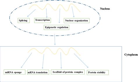 Function of long non-coding RNA (lncRNA). | Download Scientific Diagram