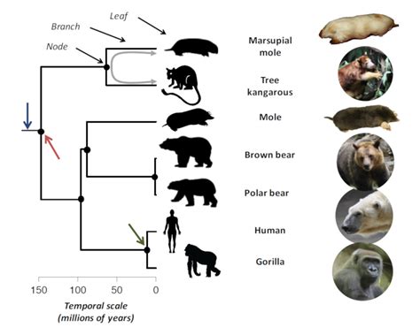 Inheritance or convergence? The winding paths of species evolution - Encyclopedia of the Environment