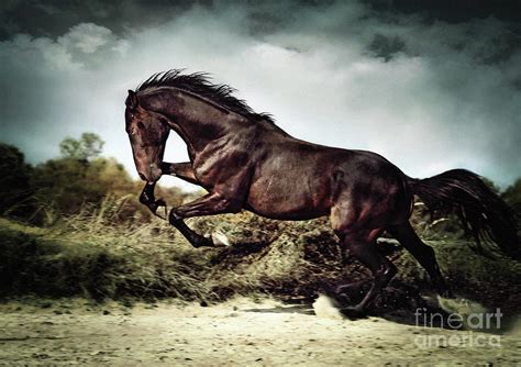 Beautiful black stallion horse running on the stormy sky II Photograph by Dimitar Hristov - Pixels