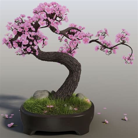 Weeping cherry blossom bonsai tree seeds for planting highly prized for bonsai weeping cherry ...