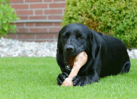 The Benefits of Feeding Raw Bones to Your Dog - The Pet Town