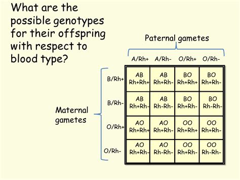 Blood Type Genetics - Presentation Biology