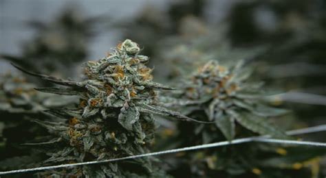 8 High-THC Weed Strains You Should Check Out - Low Price Bud