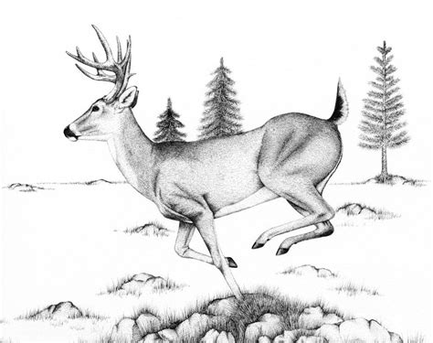 Whitetail running by Tayjones on deviantART | Hunting drawings, Deer drawing, Pencil drawings of ...