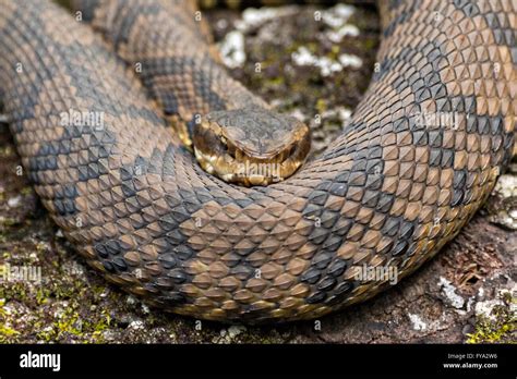 A cottonmouth snake at the Francis Beidler Forest Audubon wildlife sanctuary in Four Holes Swamp ...