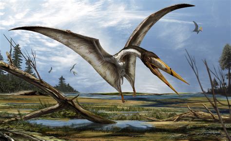 New Pterosaur Species Found Hiding in Plain Sight in Museum | Paleontology | Sci-News.com