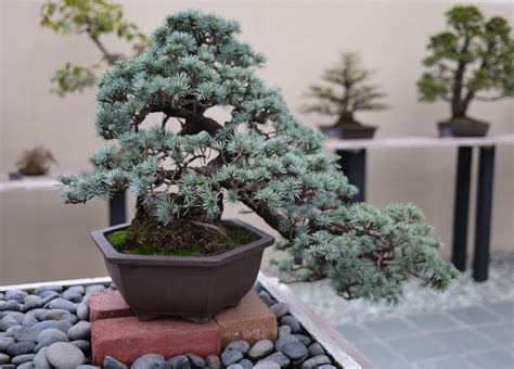 Common Mistakes to Avoid When Growing a Juniper Bonsai Tree