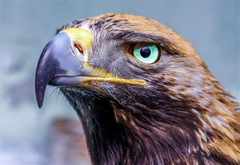 Eagle Eye