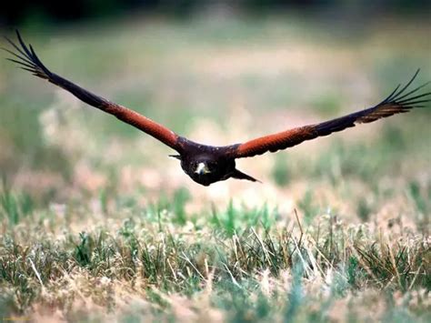 Harris Hawk Facts – Harris Hawk Habitat & Diet