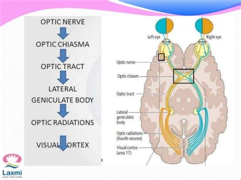 Se Mitchell Vascular Anomalies Flow Chart Semvafc A Visual Pathway ...