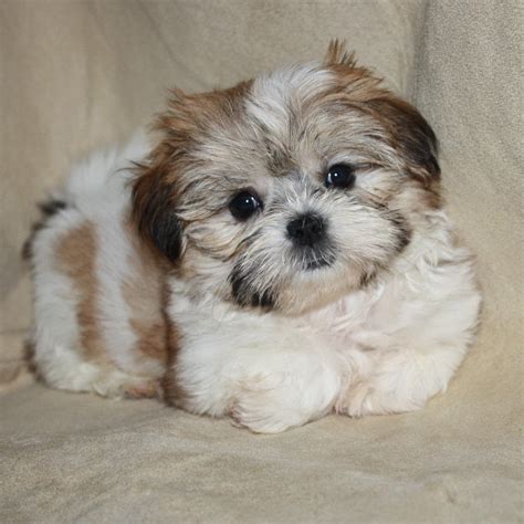 Poodle Shih Tzu Yorkie Mix