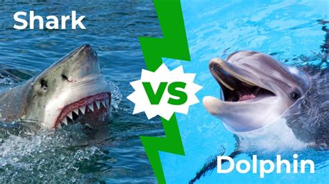 Shark Vs Dolphin Fin