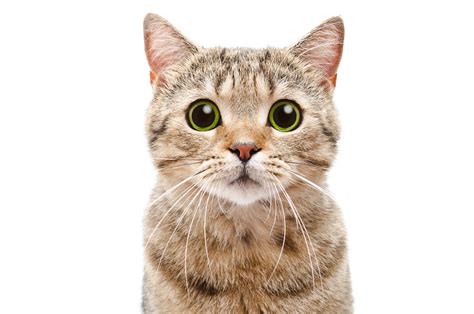 Dilated Pupils in Cats: Our Veterinarian Shares What to Do - Cat-World