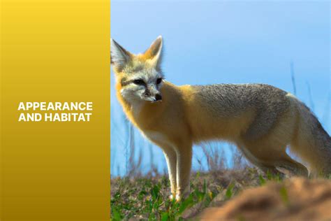 Understanding the Conservation Status of Corsac Fox: Key Factors and Measures - FoxAuthority