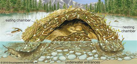 Beaver | Habitat, Size, & Facts. | Britannica