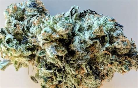 15 Best Hybrid Strains | The Most Enjoyable Hybrid Weed Strains