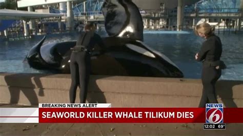 Seaworld Killer Whale Tilikum