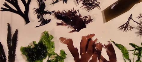 Types of Seaweed, Nutrition, Benefits, & Side-effects – Eat Algae