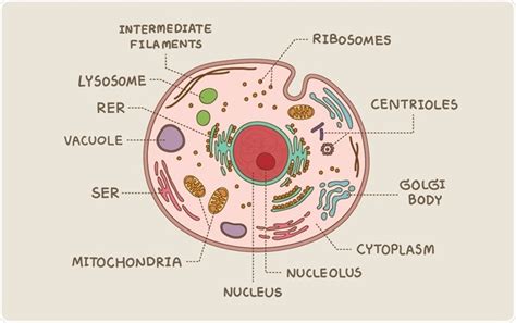 Cell Structure and Function (ept) – Eprepare