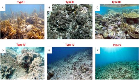 Six major types of degraded coral reef states. A common denominator of ...