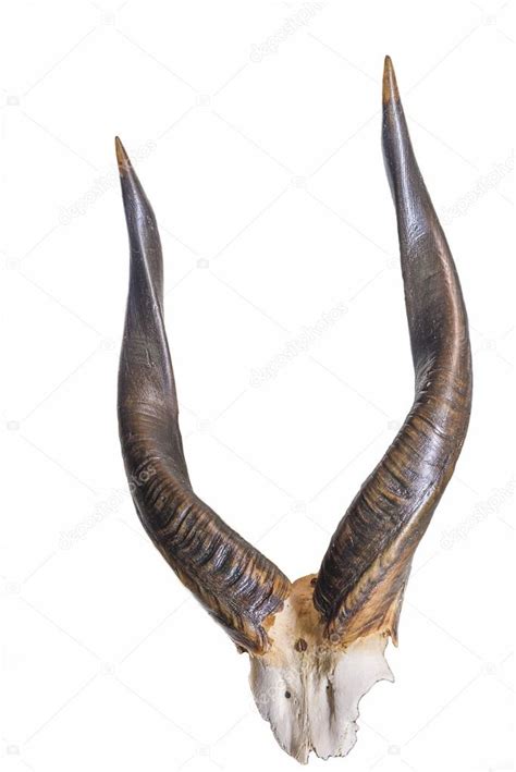 Africa's antelope horns Stock Photo by ©Stsvirkun 120659634