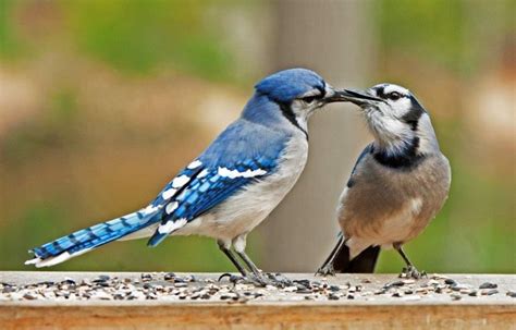 Blue jay bird, Blue bird, Bird