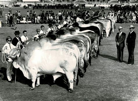 History - Australian Brahman Breeders Association