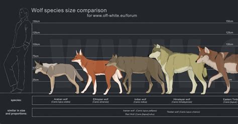 Grey Wolf Size Comparison To Human Chart Jutawan Wallpaper | Images and Photos finder