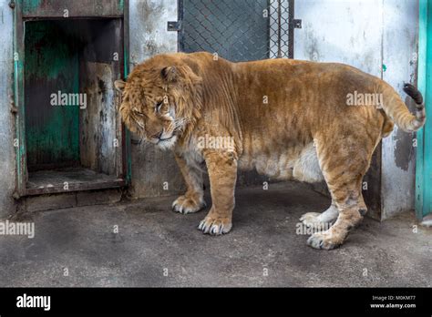 Liger Vs Tiger Size