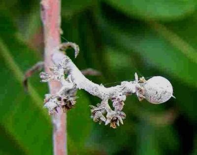 AGBSC: MANGO DISEASES PICTURES