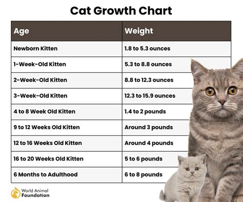 How Big Will My Cat Get Calculator - Cat Growth Predictor