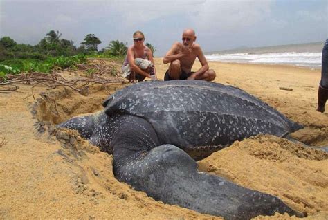 The world's largest giant sea turtle emerges from the water for the first time, surprising people