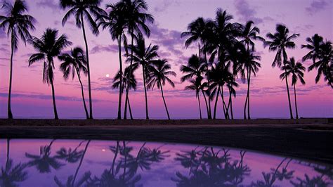 Palm Tree Backgrounds | Wallpapers, Backgrounds, Images, Art Photos ...