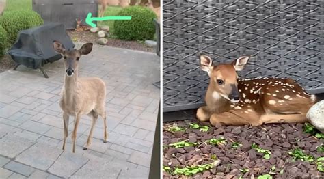 Mama Deer Brings Newborn Baby To Meet Her Human Friend