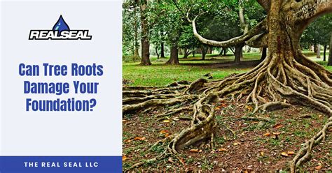 Can Tree Roots Damage Your Foundation? | The Real Seal LLC