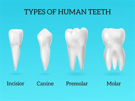 Teeth Names: Shape and Function of Four Types of Teeth