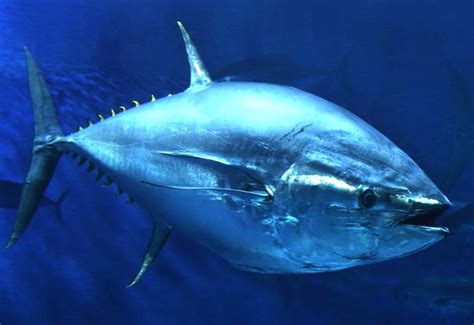 bluefin tuna endangered