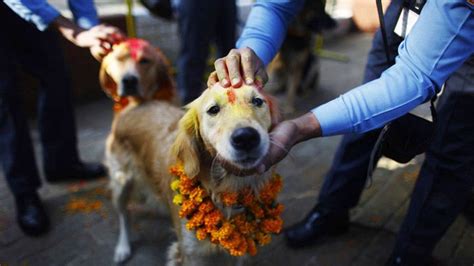 Tihar Festival, Nepal Festival of Lights, The Second Biggest Festival in Nepal