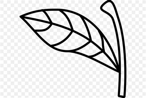 Plant Stem Leaf Clip Art, PNG, 600x553px, Plant Stem, Apple, Area, Black And White, Branch ...