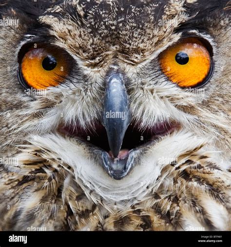 European Eagle Owl, Close-up Stock Photo - Alamy