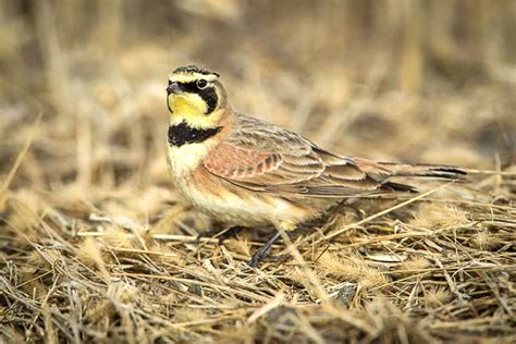 Shore Lark | Bird Identification Guide | Bird Spot