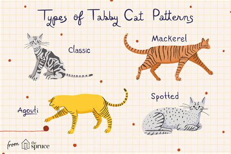 All About Tabby Cats and Their Color Patterns