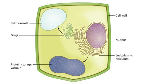 what fluid is found inside a plant cells permanent vacuole - call care