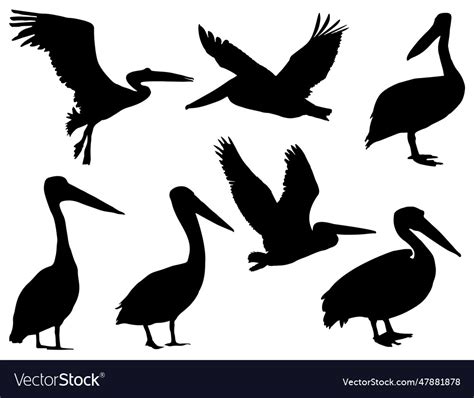 Pelican silhouette Royalty Free Vector Image - VectorStock