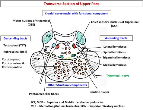 Pons – Anatomy QA