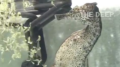 Video Captures Seahorse Giving Birth