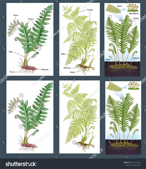 Ferns External Anatomy Fern Roots Rhizome Stock Illustration 1938715264 ...